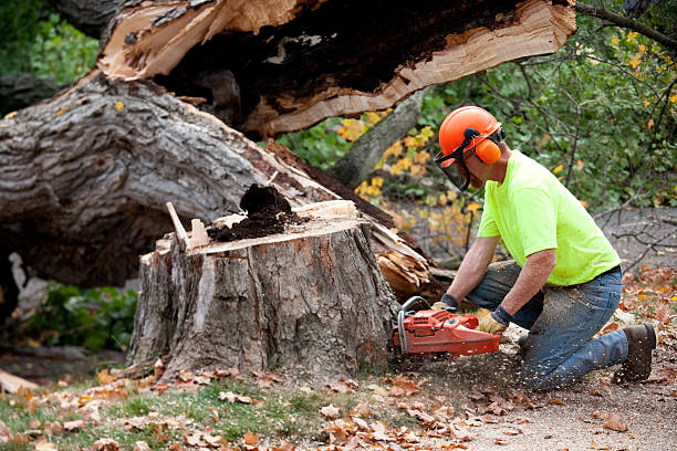 Best Storm Damage Tree Cleanup  in Willmar, MN