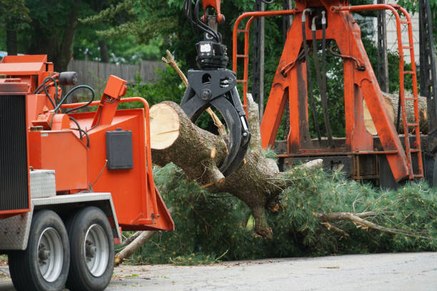 Best Palm Tree Trimming  in Willmar, MN