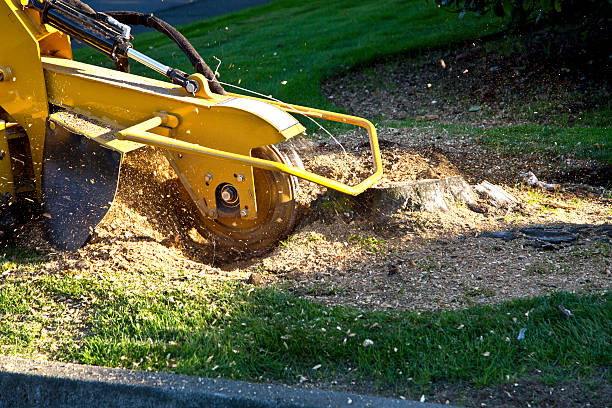 Best Tree Fertilization  in Willmar, MN